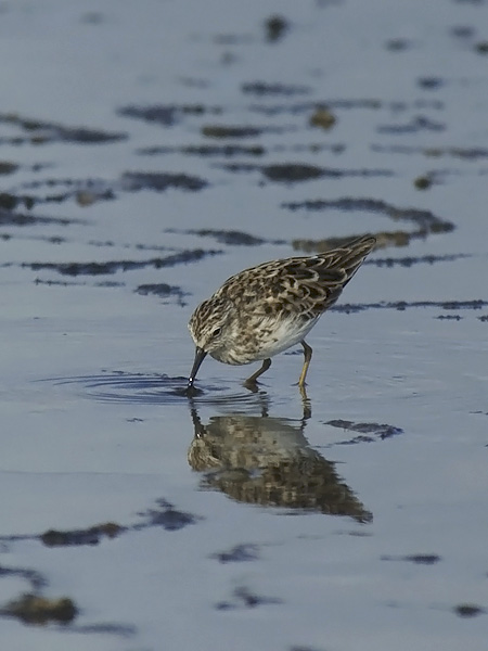 Amerikansirri, Least Sandpiper, Calidris minutilla